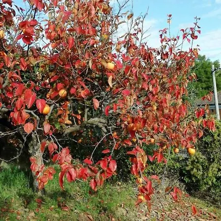 Апартаменты Pergola *